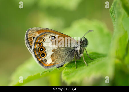 La brughiera di perla (Coenonympha arcania). Farfalla su una foglia. Germania Foto Stock