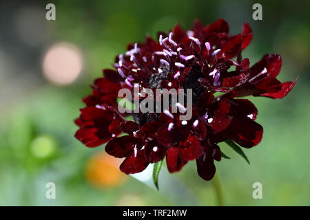 La Scabiosa atropurpurea "gatto nero" Foto Stock