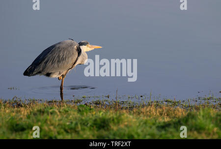 Airone cenerino - RSPB Blacktoft Sands, East Yorkshire, Regno Unito Foto Stock