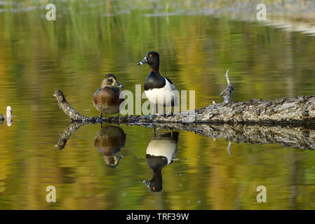 Un paio di anatre a collo di anello 'Aythya collaris', arroccato su un albero caduto nel lago Maxwell in Hinton Alberta Canada. Foto Stock