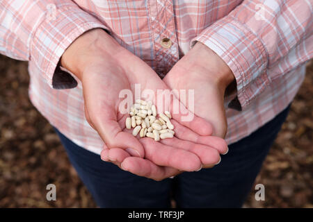 La donna caucasica azienda fagiolo nano "Ferrari" semi di piante in mani aperte. Foto Stock