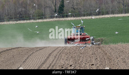 Il contadino semina Orzo primaverile con un Massey Ferguson 4245 trattore e un vintage MF30 seminatrice a secco, condizioni polverose, con i gabbiani in seguito alla Foto Stock