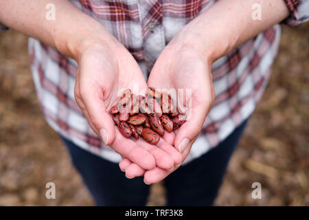 La donna caucasica azienda Runner Bean 'Enorma' semi di piante in mani aperte. Foto Stock