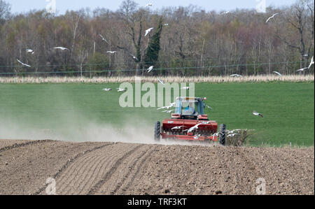 Il contadino semina Orzo primaverile con un Massey Ferguson 4245 trattore e un vintage MF30 seminatrice a secco, condizioni polverose, con i gabbiani in seguito alla Foto Stock