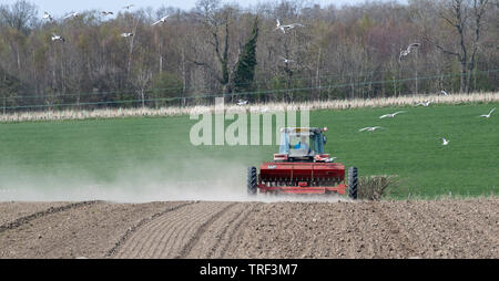 Il contadino semina Orzo primaverile con un Massey Ferguson 4245 trattore e un vintage MF30 seminatrice a secco, condizioni polverose, con i gabbiani in seguito alla Foto Stock