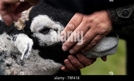 Pecore Swaledale essendo mostrato in corrispondenza di una pecora show tenutosi a Tan Hill, il pub più alto in Inghilterra. Foto Stock