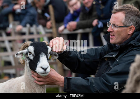 Pecore Swaledale essendo mostrato in corrispondenza di una pecora show tenutosi a Tan Hill, il pub più alto in Inghilterra. Foto Stock