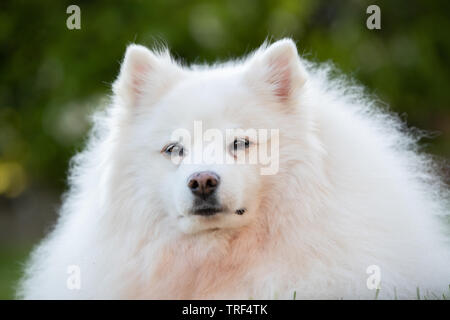 Un ritratto di un American Eskimo dog. Questi cani sono un membro della famiglia di Spitz, originari della Germania. Foto Stock