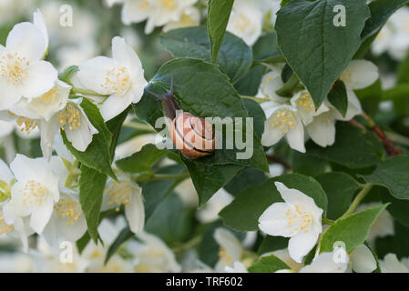 Filadelfo coronarius (dolce mock-arancione, inglese sanguinello) bianco fiori di primavera Foto Stock