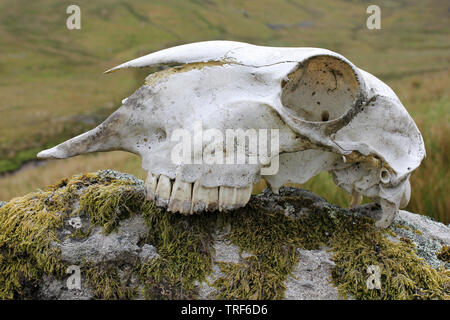 Cranio di pecora su una roccia nel Migneint-Arenig-Dduallt zona speciale di conservazione, Snowdonia, Galles Foto Stock