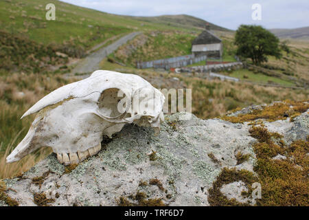 Cranio di pecora su una roccia accanto a un casale remoto nel Migneint-Arenig-Dduallt zona speciale di conservazione, Snowdonia, Galles Foto Stock