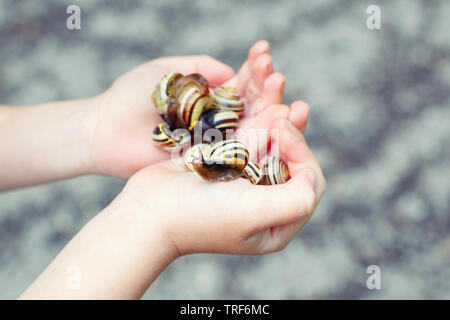 Macro di primo piano delle mani del bambino palme azienda molti piccolo giardino foresta giallo listati di lumache di molluschi. Estate bambini attività di intrattenimento. Felice Foto Stock