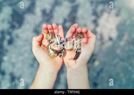 Macro di primo piano delle mani del bambino palme azienda molti piccolo giardino foresta giallo listati di lumache di molluschi. Estate bambini attività di intrattenimento. Felice Foto Stock