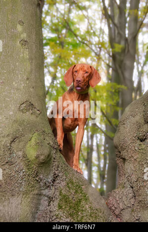 Un giovane golden-color ruggine Vizsla ungherese cane maschio curiosamente in piedi con le sue gambe anteriori contro un faggio knobby tronco di albero in una foresta autunnale Foto Stock