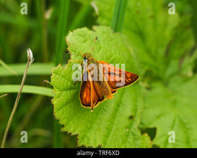 Grande skipper butterfly (Ochlodes sylvanus) in appoggio su una foglia Foto Stock