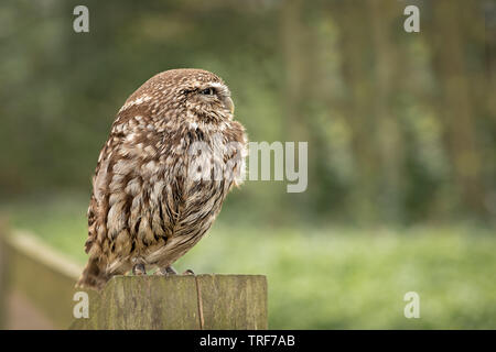 Un ritratto di profilo di un piccolo gufo in piedi su un palo di legno e lo sguardo a destra in uno spazio di copia Foto Stock