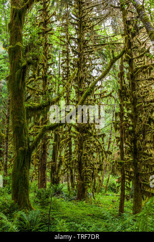 Una scena di foresta nella foresta pluviale Quinault, il Parco Nazionale di Olympic, Washington. Foto Stock