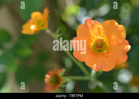 Geum "Totalmente Tangerine' Foto Stock