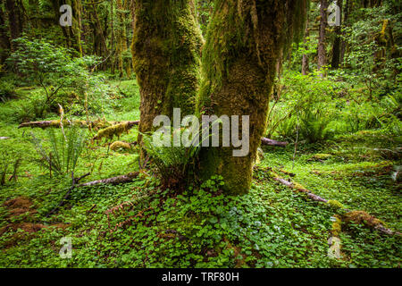 Un muschio coperto tronco di albero nella foresta pluviale Quinault, il Parco Nazionale di Olympic, Washington, Stati Uniti d'America. Foto Stock