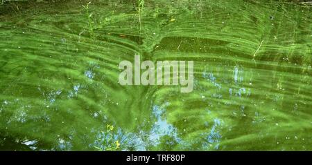 Alghe blu-verde (cianobatteri) galleggiante sulla superficie in un vento insenatura di San Pablo serbatoio, California. Foto Stock