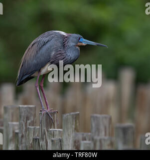 Airone tricolore in Florida Foto Stock