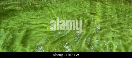 Alghe blu-verde (cianobatteri) galleggiante sulla superficie in un vento insenatura di San Pablo serbatoio, California. Foto Stock