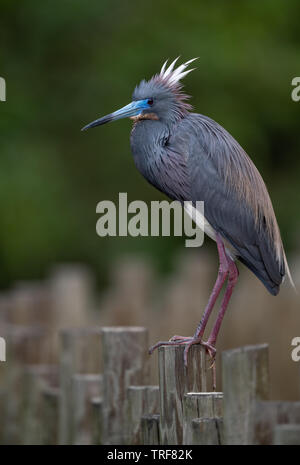 Airone tricolore in Florida Foto Stock