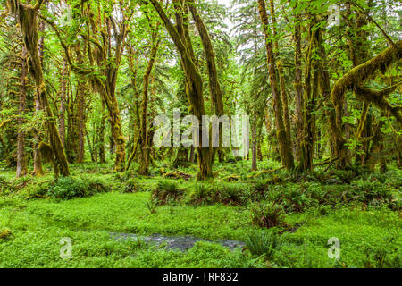 Una scena di foresta nella foresta pluviale Quinault, il Parco Nazionale di Olympic, Washington. Foto Stock