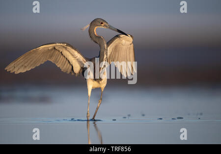 Tri color airone di pesca sulla spiaggia Foto Stock