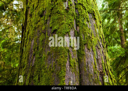 Un primo piano di un grande tronco di albero parzialmente coperto di MOSS, Quinault la foresta pluviale, il Parco Nazionale di Olympic, Washington, Stati Uniti d'America. Foto Stock