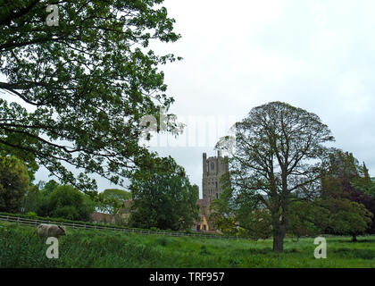 La Torre della Lanterna della Cattedrale di Ely, conosciuta come la nave di Fagnes, visto attraverso la treccia in un campo di bestiame al pascolo. Ely, Cambridgeshire Foto Stock