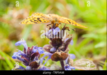Perla fiancheggiata da farfalla fritillaria che si nectara su fiore di bucato Foto Stock