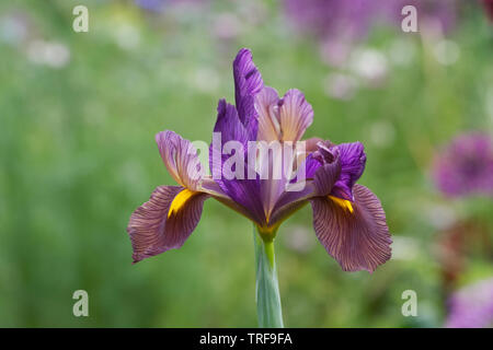Iris hollandica "Bellezza nera' fiore in primavera. Foto Stock