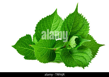 Molla verde foglie della pianta di ortensie isolato su bianco Foto Stock