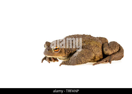 Il rospo comune o Bufo bufo isolati su sfondo bianco Foto Stock