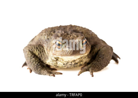 Toad vista frontale il rospo comune o Bufo Bufo isolati su sfondo bianco Foto Stock