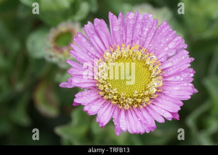 Erigeron glauco 'Sea Breeze' Foto Stock