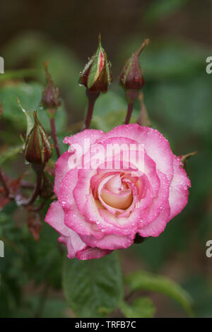 Rosa 'Händel' Foto Stock