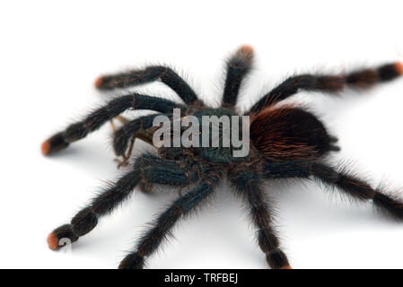 L'Antilles pinktoe tarantula isolati su sfondo bianco Foto Stock