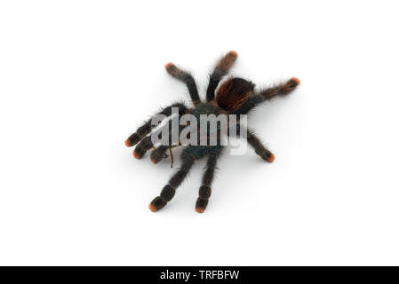 L'Antilles pinktoe tarantula isolati su sfondo bianco Foto Stock
