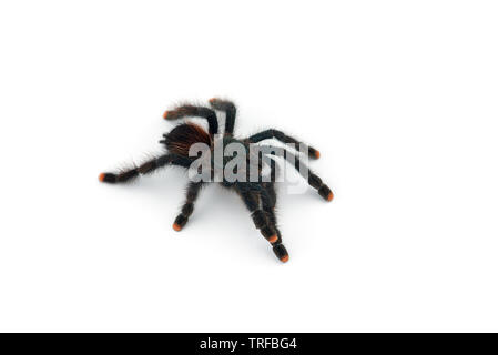 L'Antilles pinktoe tarantula isolati su sfondo bianco Foto Stock