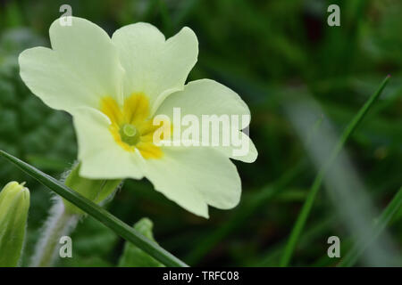 Ripresa macro di un comune primula (primula vulgaris) in fiore Foto Stock