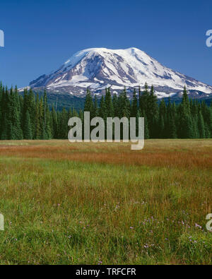 Stati Uniti d'America, Washington, Gifford Pinchot National Forest, lato nord ovest di Mt. Adams al di sopra di conifere e di erba a Prati fangosi nel Mt. Adams Wilderness. Foto Stock