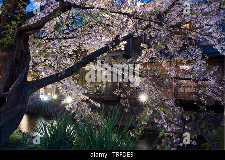 Fiore di Ciliegio lungo il Fiume Shirakawa Kyoto, Giappone Foto Stock