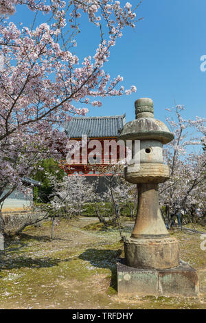 Fiore di Ciliegio al tempio Ninna-Ji, Kyoto, Giappone Foto Stock