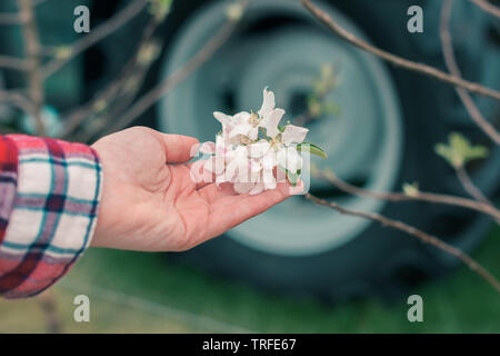 Agricoltore esaminando albero da frutta blossom nel frutteto, la stretta di mano femminile tocchi delicati fiori Foto Stock