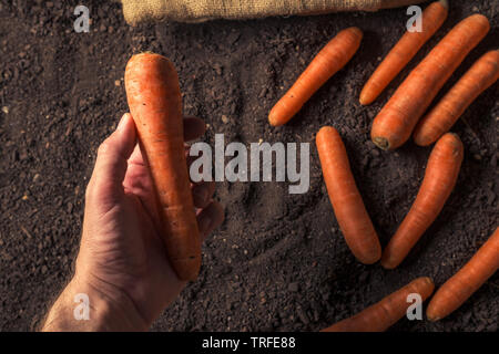 Mano azienda raccolti di radice di carota vegetali raccolti organici producono proprietarie Foto Stock