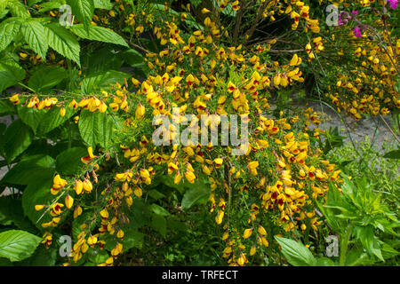 Il giallo e il rosso dei fiori su un Cytisus scoparius, un perenne arbusto leguminose noto anche come scopa comune, Scotch scopa e scopa in inglese Foto Stock