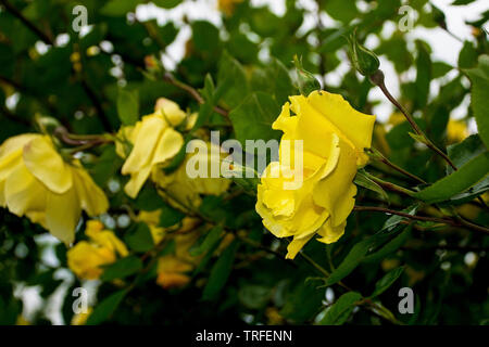 Rose giallo che cresce in un giardino nel nord ovest dell'Italia. Essi sono bagnate dalla pioggia recenti Foto Stock