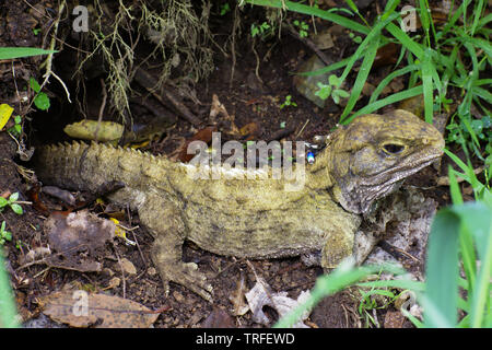 La rara Nuova Zelanda endemica Tuatara sphenodon punctatus rettile ritratto Zealandia, Wellington Foto Stock